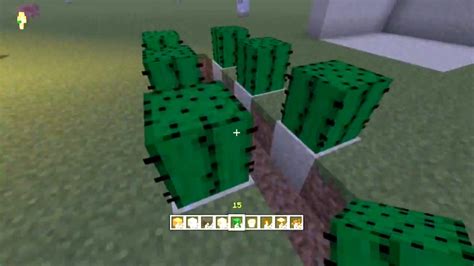 Mine is very small with 9 cacti and I use sea lanterns in between the cacti to break them and put glass on top so the cactus pieces don't land on the lanterns. . Growing cactus minecraft